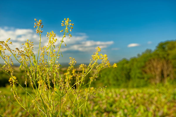 Château des Plantes Cambounet-sur-le-sor, Pastel de la Serre, Sirius, pastel, teinture au Pastel, Pays de Cocagne