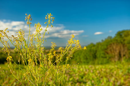 Château des Plantes, Teinture au Pastel, Pays de Cocagne, Terres d'Autan, office de tourisme, que faire à Puylaurens, que faire à Dourgne
