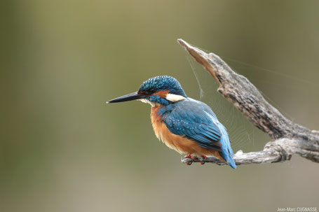 Crabier chevelu copyright P.Dalous-Commons, LPO Tarn, réserve ornithologique, réserve naturelle régionale à Saix et Cambounet-sur-le-Sor, oiseaux, que faire à Puylaurens, que faire à Dourgne