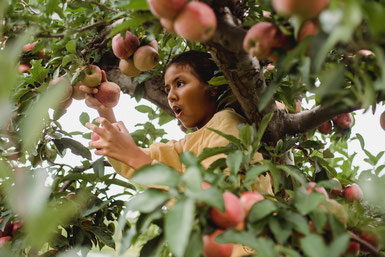 Cueillette des pommes et des coins à la Ferme de la Licharié, L'amour dans le pré 2020, séjour en famille en Pays de Cocagne, Terres d'Autan-Montagne Noire, Lescout, Office de tourisme, que faire à Dourgne et Puylaurens, producteurs locaux
