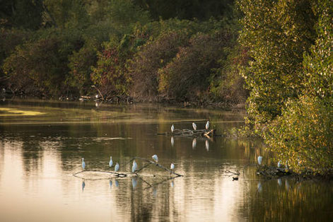 Tarn Tourisme, Réserve ornithologique de Cambounet-sur-le-Sor, Réserve Naturelle Régionale, Lpo Tarn, que faire à Puylaurens, que faire à Dourgne, réserve naturelle régionale, nature, Tarn, Occitanie, hérons, oiseaux