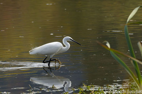 LPO Tarn, réserve ornithologique, réserve naturelle régionale à Saix et Cambounet-sur-le-Sor, hérons, où observer les oiseaux, que faire à Puylaurens, que faire à Dourgne, que voir à Saïx