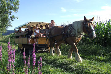 Crédit photo Ferme d'En Gout, balade à cheval, dormir en roulotte, balade en chariot en famille, activité tourisme et handicap, office de tourisme Terres d'Autan-Montagne Noire, que faire à Dourgne, que faire à Puylaurens, randonnée équestre