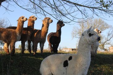 Découverte de la ferme d'Alpagas à Soual, laine d'alpagas, Tarn, producteurs de laine d'alpagas, que faire à Puylaurens, que faire à Dourgne, que voir à 1h de Toulouse, office de tourisme Terres d'autan-Montagne Noire